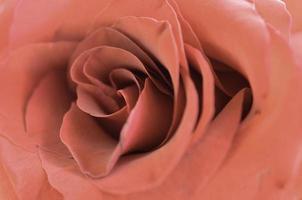 Beautiful bright red Rose Close up with many petals photo