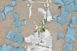 Guatemala flag depicted in paint colors on old obsolete messy concrete wall closeup. Textured banner on rough background photo