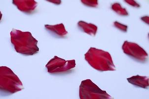 Dark red rose petals on pastel lilac background. Valentine's day backdrop photo