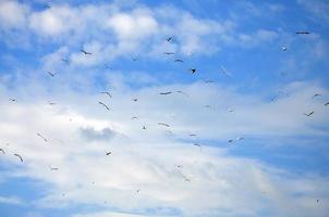 muchas gaviotas blancas vuelan en el cielo azul nublado foto