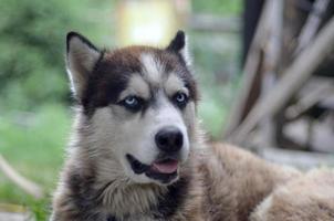 Arctic Malamute with blue eyes muzzle portrait close up. This is a fairly large dog native type photo