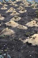 Mulching rose bushes. A lot of cropped rose bushes are strewn with wooden sawdust and stems for preservation in winter photo