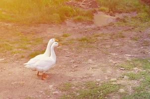 A pair of funny white geese are walking along the dirty grassy yard photo