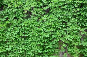 Green ivy grows along the beige wall of painted tiles. Texture of dense thickets of wild ivy photo