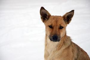 A stray homeless dog. Portrait of a sad orange dog on a snowy background photo