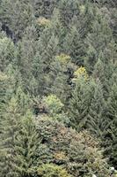 Set of coniferous trees close-up. Texture of forest vegetation photo