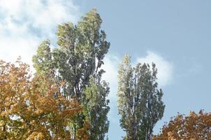 Fragment of trees whose leaves change color in the autumn season photo