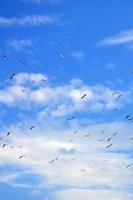 A lot of white gulls fly in the cloudy blue sky photo