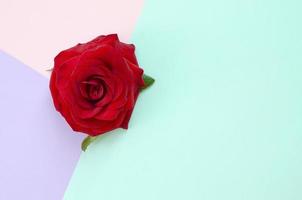 Dark red rose flower on pastel blue pink and lilac background top view photo