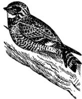 Nighthawk, vintage illustration. vector