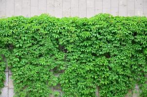 Green ivy grows along the beige wall of painted tiles. Texture of dense thickets of wild ivy photo