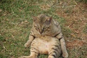 Cute cat with funny sitting pose on outdoor grass. photo