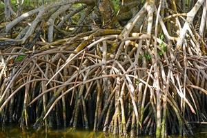 Red Mangrove Roots in the Tropics photo