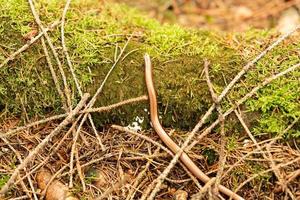 Anguis fragilis in the nature Reserve Fischbeker Heide Hamburg photo