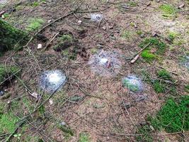 fresh wild Mushrooms out of the forest photo