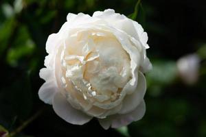 The milk White pentecost Rose Paeonia lactiflora photo