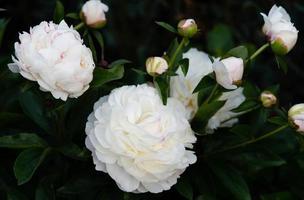 The milk White pentecost Rose Paeonia lactiflora photo