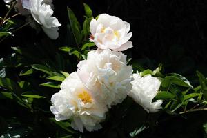 The milk White pentecost Rose Paeonia lactiflora photo