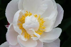 The milk White pentecost Rose Paeonia lactiflora photo