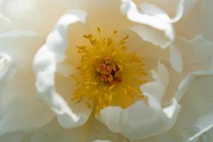 The milk White pentecost Rose Paeonia lactiflora photo