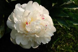 The milk White pentecost Rose Paeonia lactiflora photo