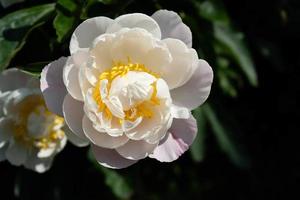 The milk White pentecost Rose Paeonia lactiflora photo