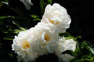 The milk White pentecost Rose Paeonia lactiflora photo