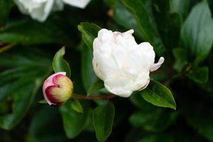 The milk White pentecost Rose Paeonia lactiflora photo