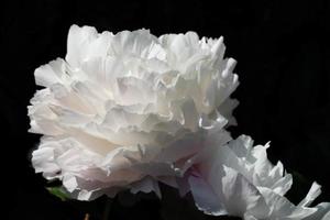 The milk White pentecost Rose Paeonia lactiflora photo