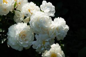 The milk White pentecost Rose Paeonia lactiflora photo