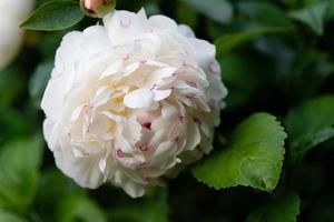 The milk White pentecost Rose Paeonia lactiflora photo