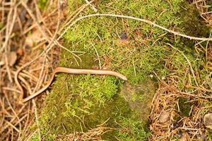 Anguis fragilis en la reserva natural fischbeker heide Hamburgo foto