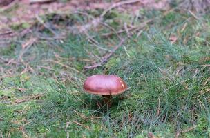 fresh wild Mushrooms out of the forest photo