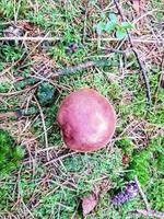 fresh wild Mushrooms out of the forest photo