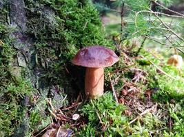 fresh wild Mushrooms out of the forest photo