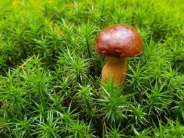 fresh wild Mushrooms out of the forest photo