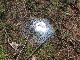 fresh wild Mushrooms out of the forest photo