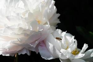 The milk White pentecost Rose Paeonia lactiflora photo