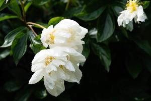 The milk White pentecost Rose Paeonia lactiflora photo