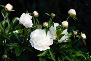 The milk White pentecost Rose Paeonia lactiflora photo