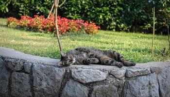 lindo gato rodando en una pared de piedra foto