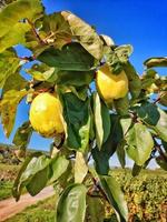 Ripe quinces on the tree photo