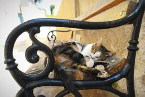 lindo gato callejero durmiendo en un banco foto