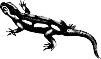 salamandra, ilustración vintage. vector