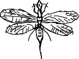 Snakefly drawing, illustration, vector on white background.