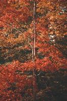 colores de los árboles de otoño. foto