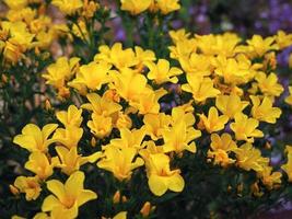 primer plano de flores de lino dorado en un jardín foto