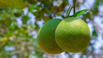 Fresh pomelo hanging on tree, natural citrus fruit, grapefruit on green leaves background. Seasonal fruit concept. photo