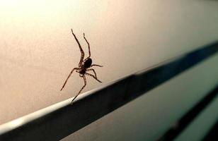 live spider crawling on window photo