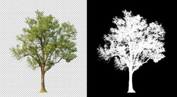 Tree on transparent picture background with clipping path, single tree with clipping path and alpha channel on black background photo